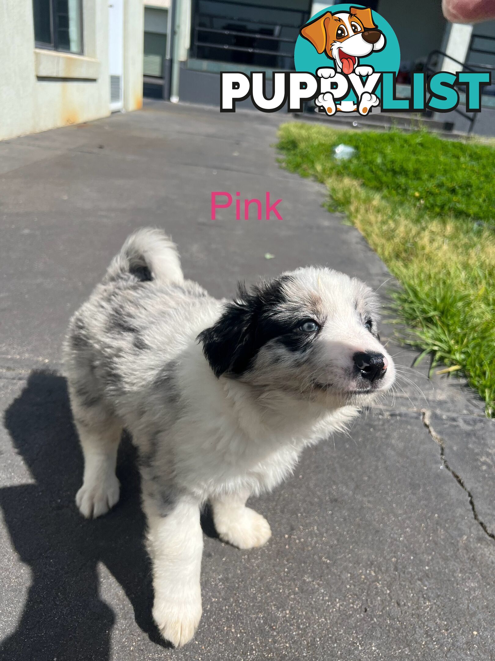 Purebred border collies