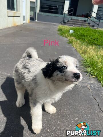 Purebred border collies