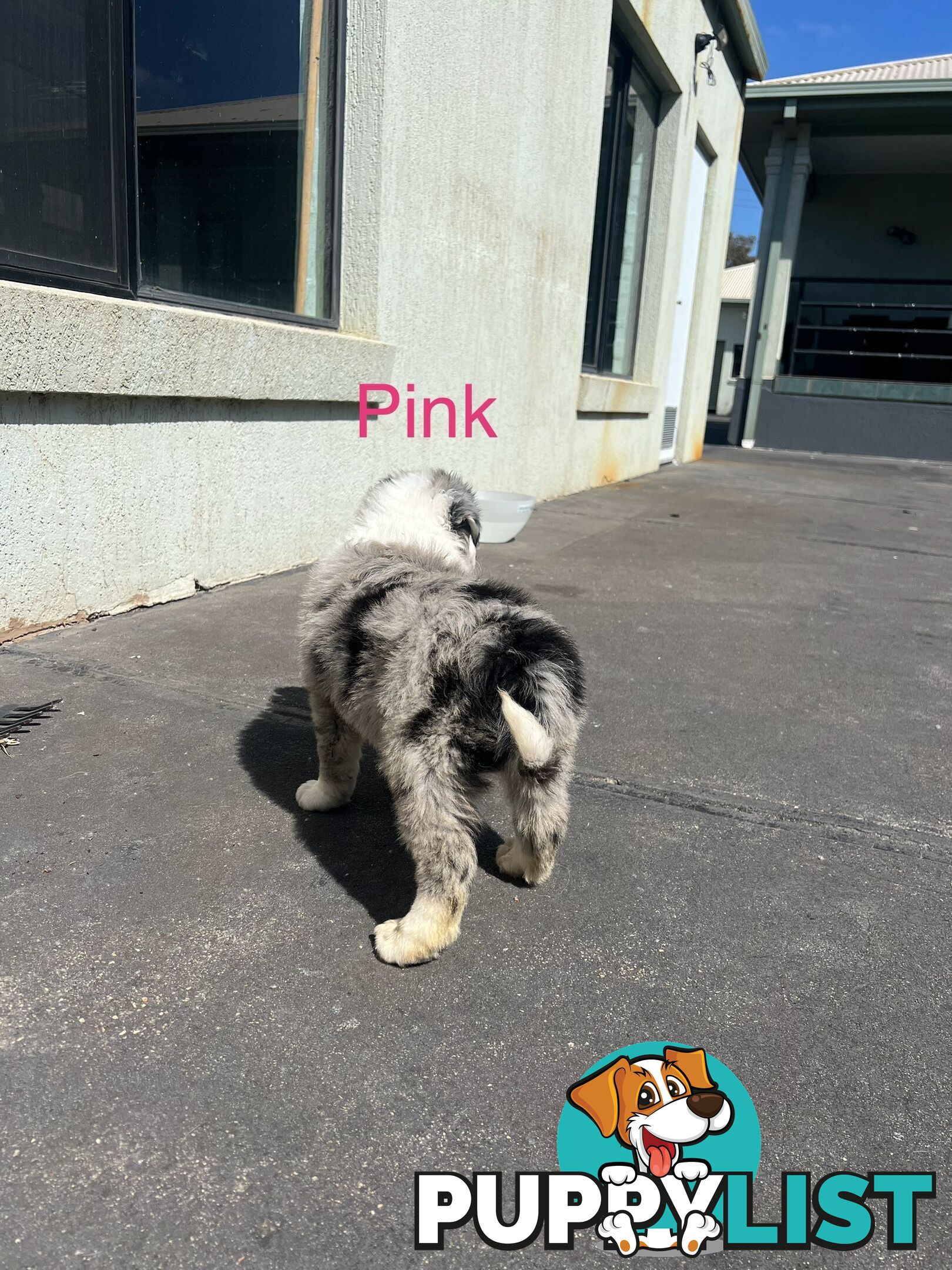 Purebred border collies