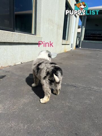 Purebred border collies