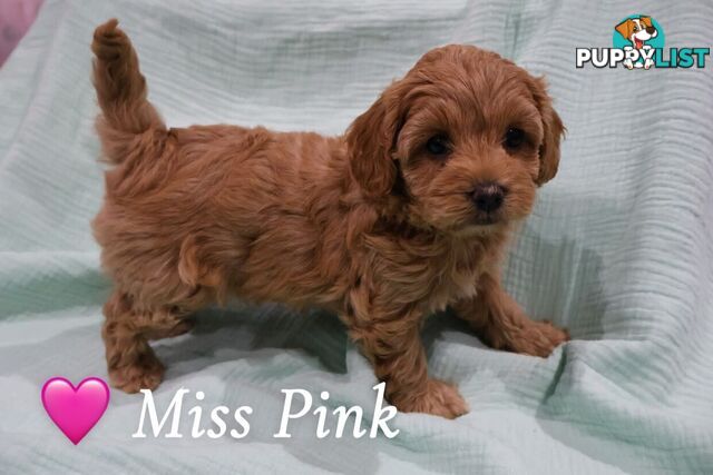 F1B Cavoodle