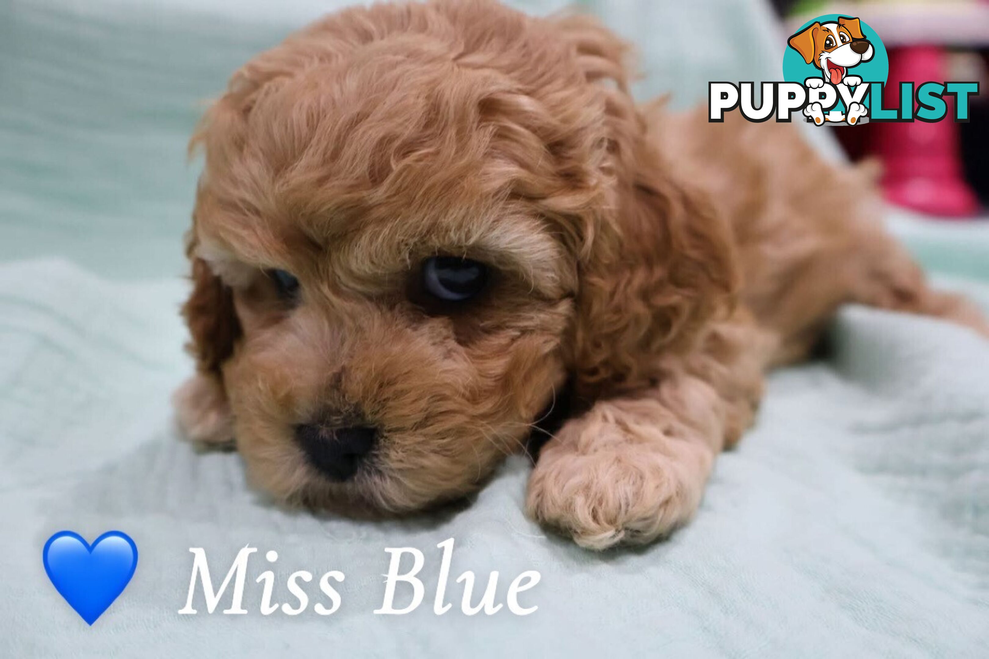 F1B Cavoodle