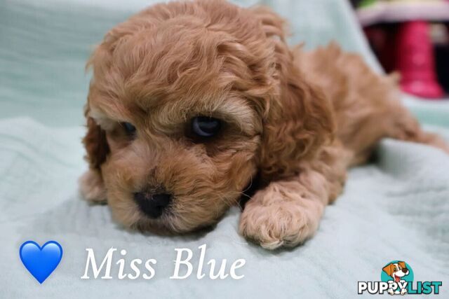 F1B Cavoodle