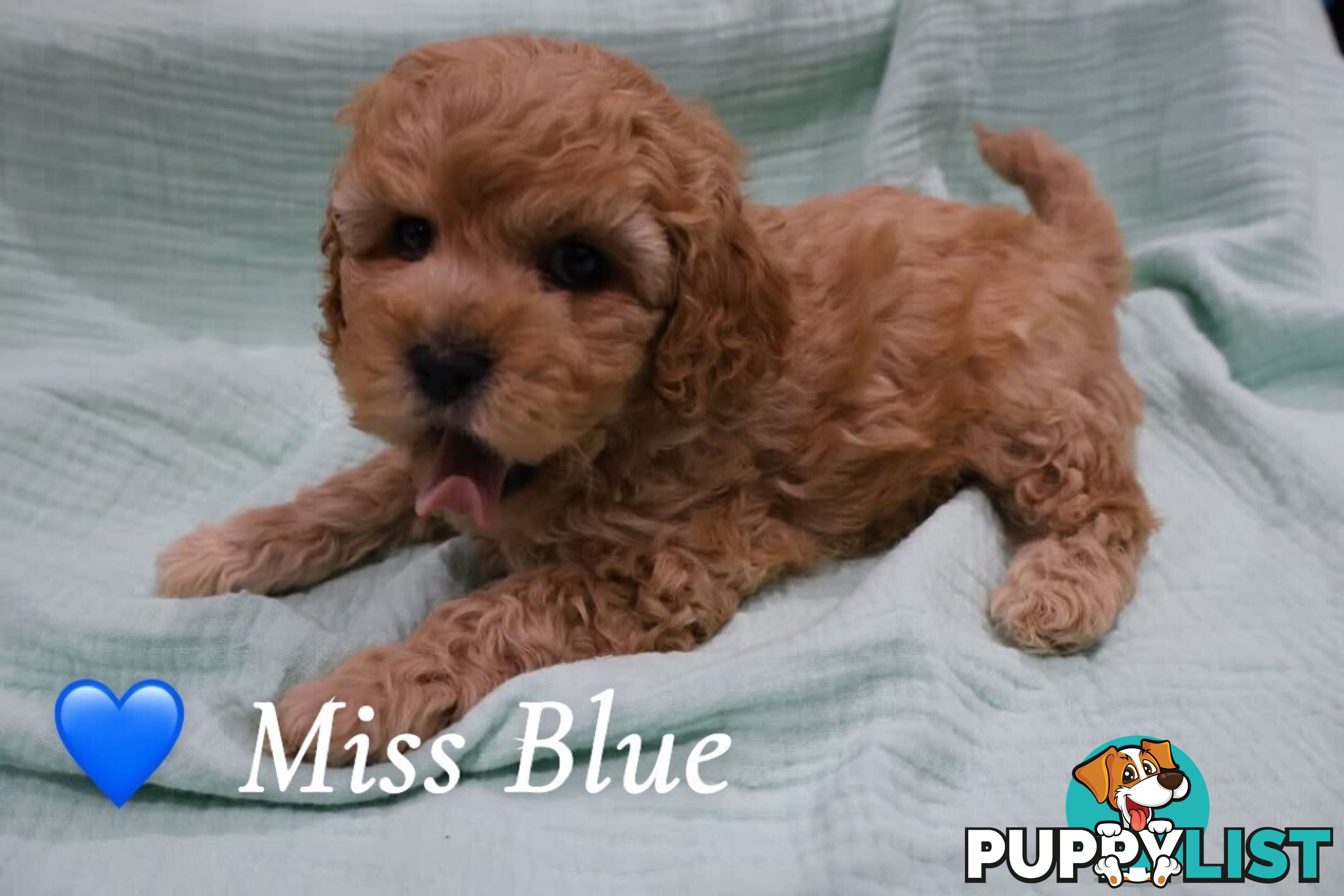 F1B Cavoodle