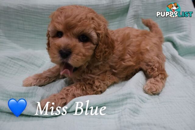 F1B Cavoodle