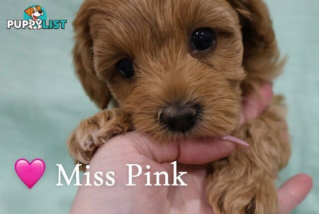 F1B Cavoodle
