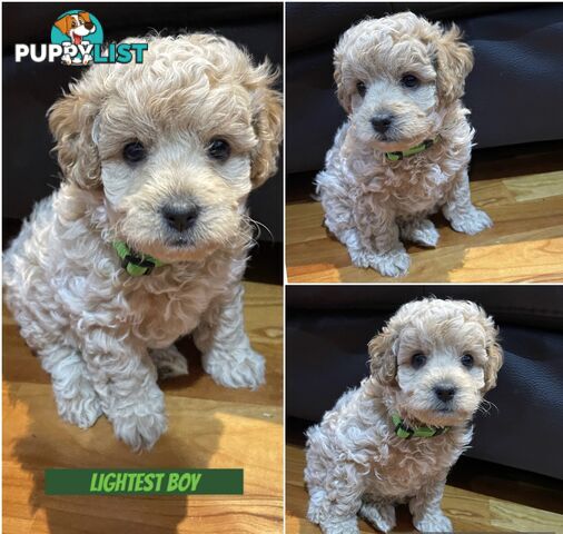 F1B Cavoodle - only 1 left - PRICE REDUCED