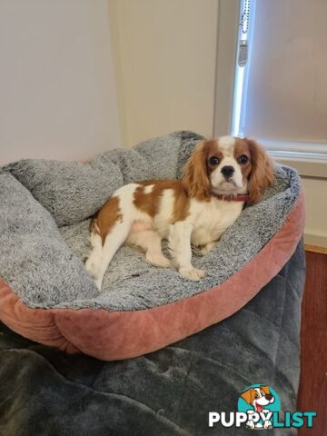 King Charles cavalier