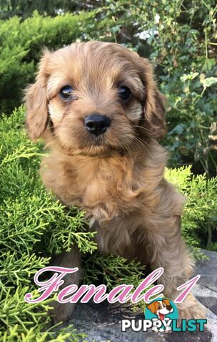 Cavoodles ( King Charles cavalier x Toy poodle) pure 1st generation cross .