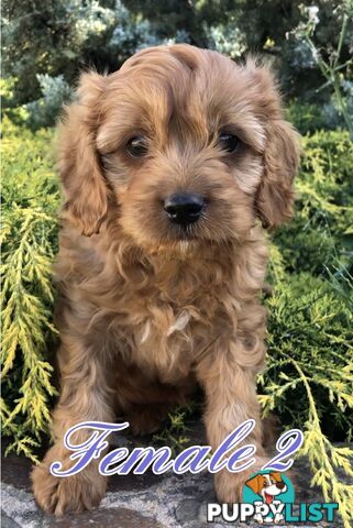 Cavoodles ( King Charles cavalier x Toy poodle) pure 1st generation cross .