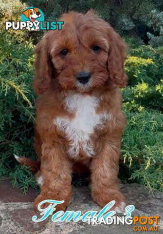 Cavoodle (King Charles Cavalier x Toy Poodle) pure 1st generation