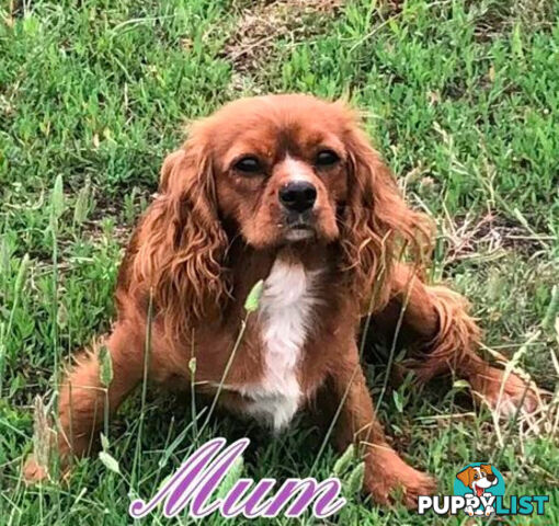 Cavoodle (King Charles Cavalier x Toy Poodle) pure 1st generation
