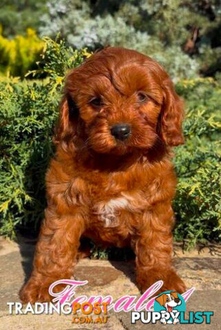 Cavoodle (King Charles Cavalier x Toy Poodle) pure 1st generation
