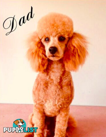 Cavoodle (King Charles Cavalier x Toy Poodle) pure 1st generation
