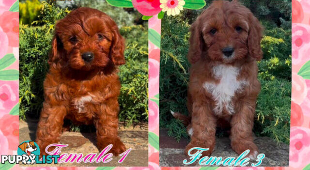 Cavoodle (King Charles Cavalier x Toy Poodle) pure 1st generation