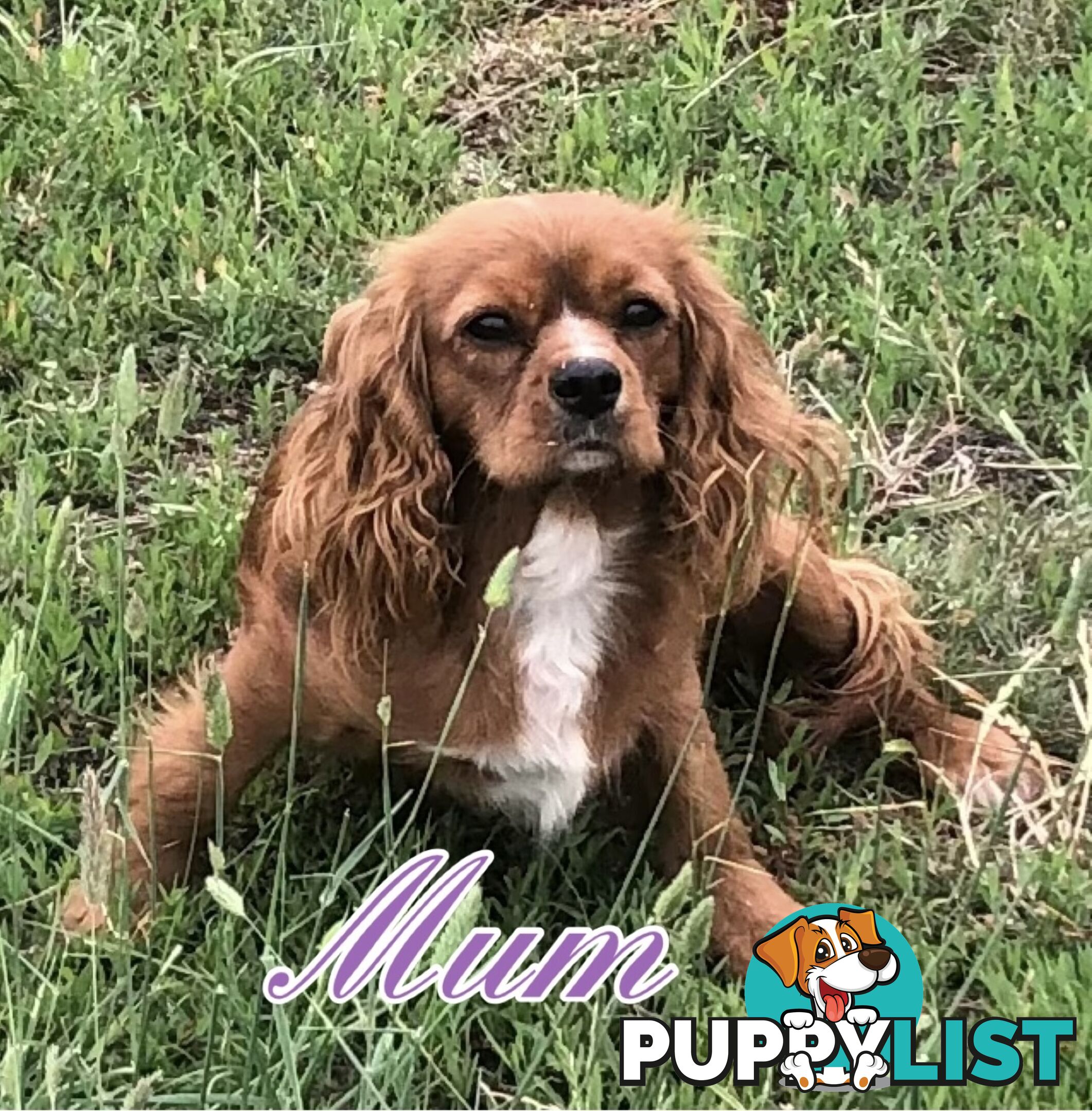 Cavoodle (King Charles Cavalier x Toy Poodle) pure 1st generation