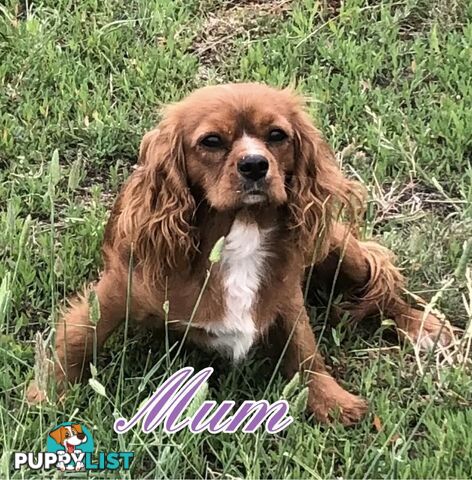 Cavoodle (King Charles Cavalier x Toy Poodle) pure 1st generation