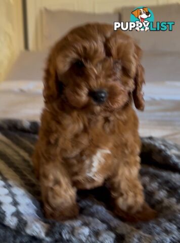 Cavoodle (King Charles Cavalier x Toy Poodle) pure 1st generation