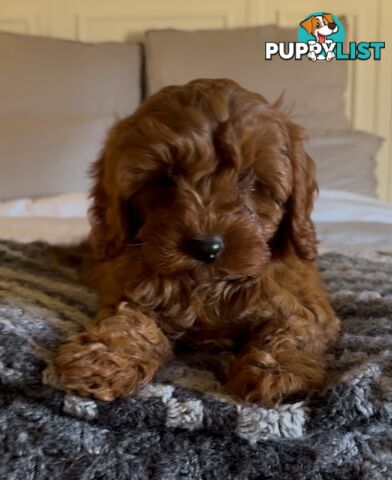 Cavoodle (King Charles Cavalier x Toy Poodle) pure 1st generation