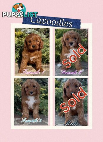 Cavoodle (King Charles Cavalier x Toy Poodle) pure 1st generation