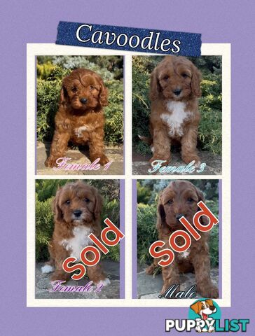 Cavoodle (King Charles Cavalier x Toy Poodle) pure 1st generation