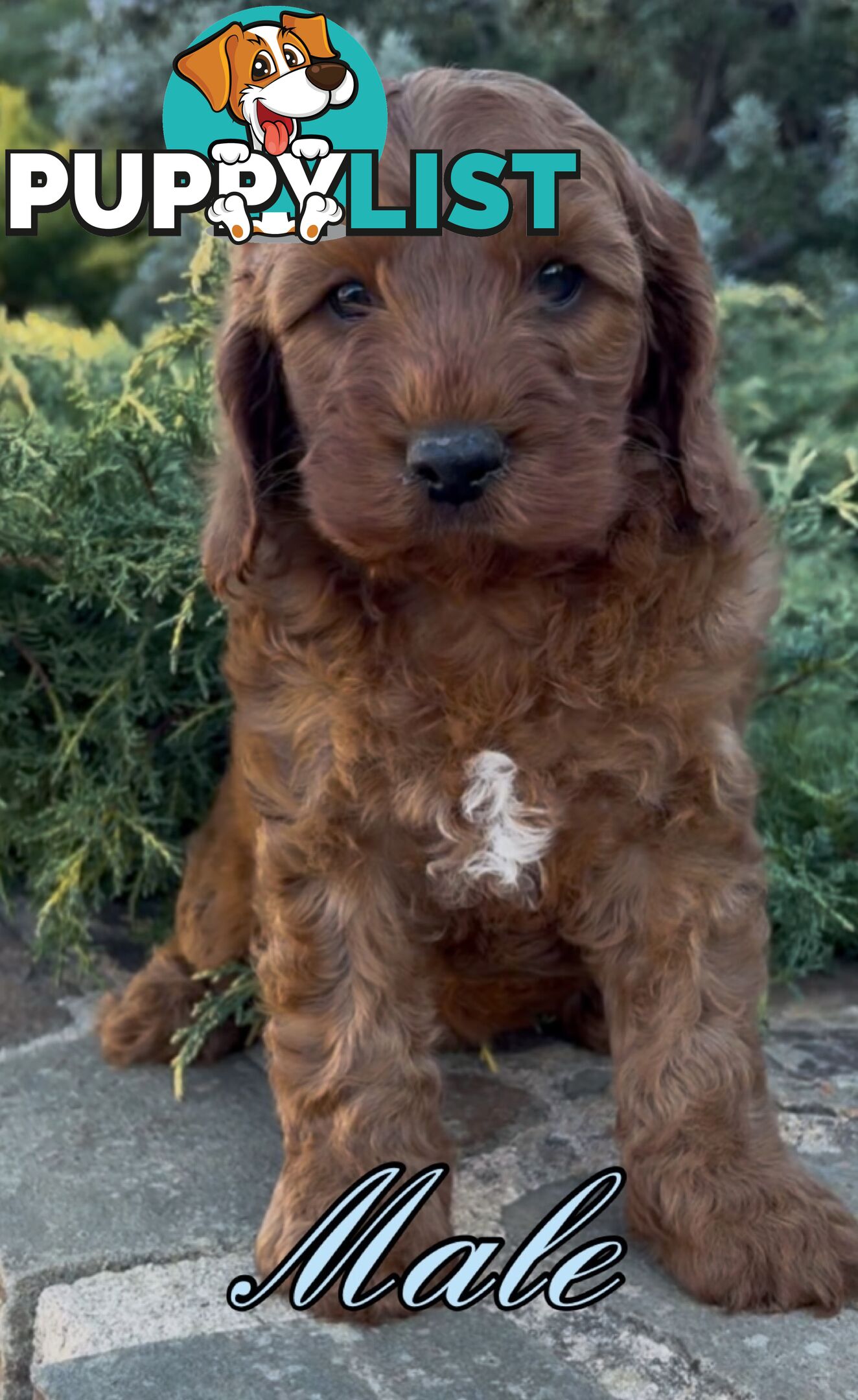 Cavoodle (King Charles Cavalier x Toy Poodle) pure 1st generation