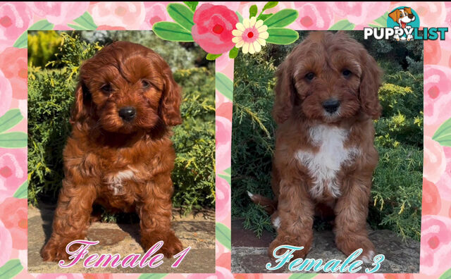 Cavoodle (King Charles Cavalier x Toy Poodle) pure 1st generation