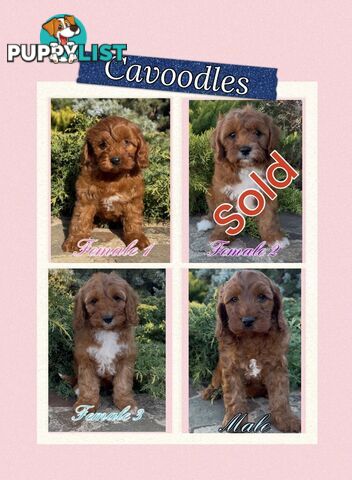 Cavoodle (King Charles Cavalier x Toy Poodle) pure 1st generation