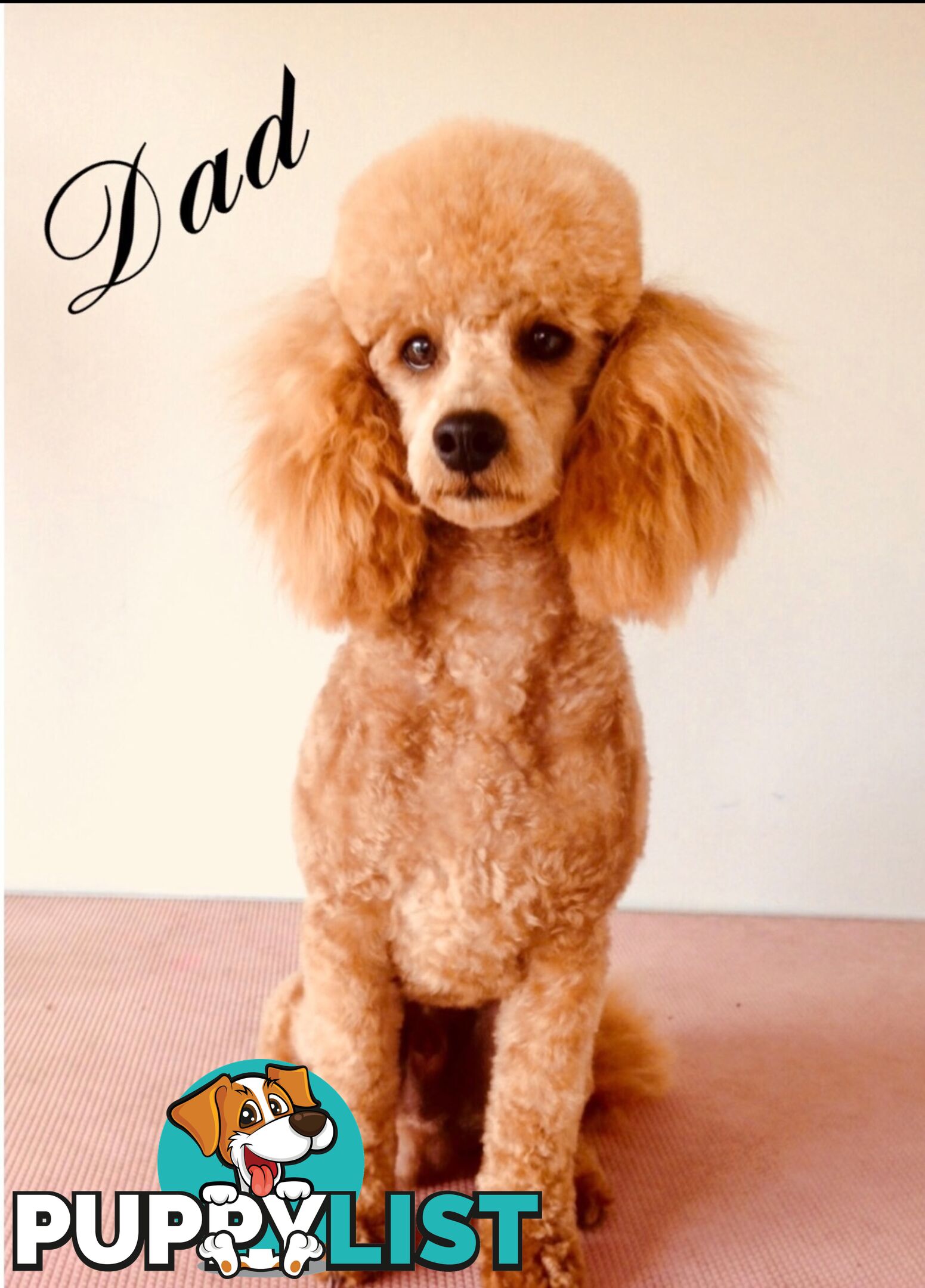 Cavoodle (King Charles Cavalier x Toy Poodle) pure 1st generation