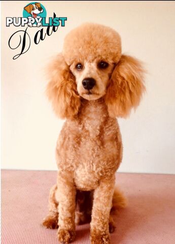 Cavoodle (King Charles Cavalier x Toy Poodle) pure 1st generation