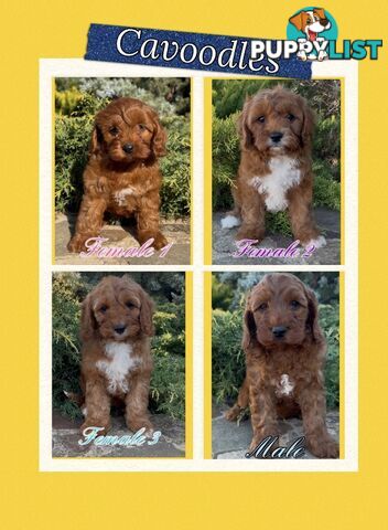 Cavoodle (King Charles Cavalier x Toy Poodle) pure 1st generation