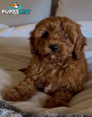 Cavoodle (King Charles Cavalier x Toy Poodle) pure 1st generation