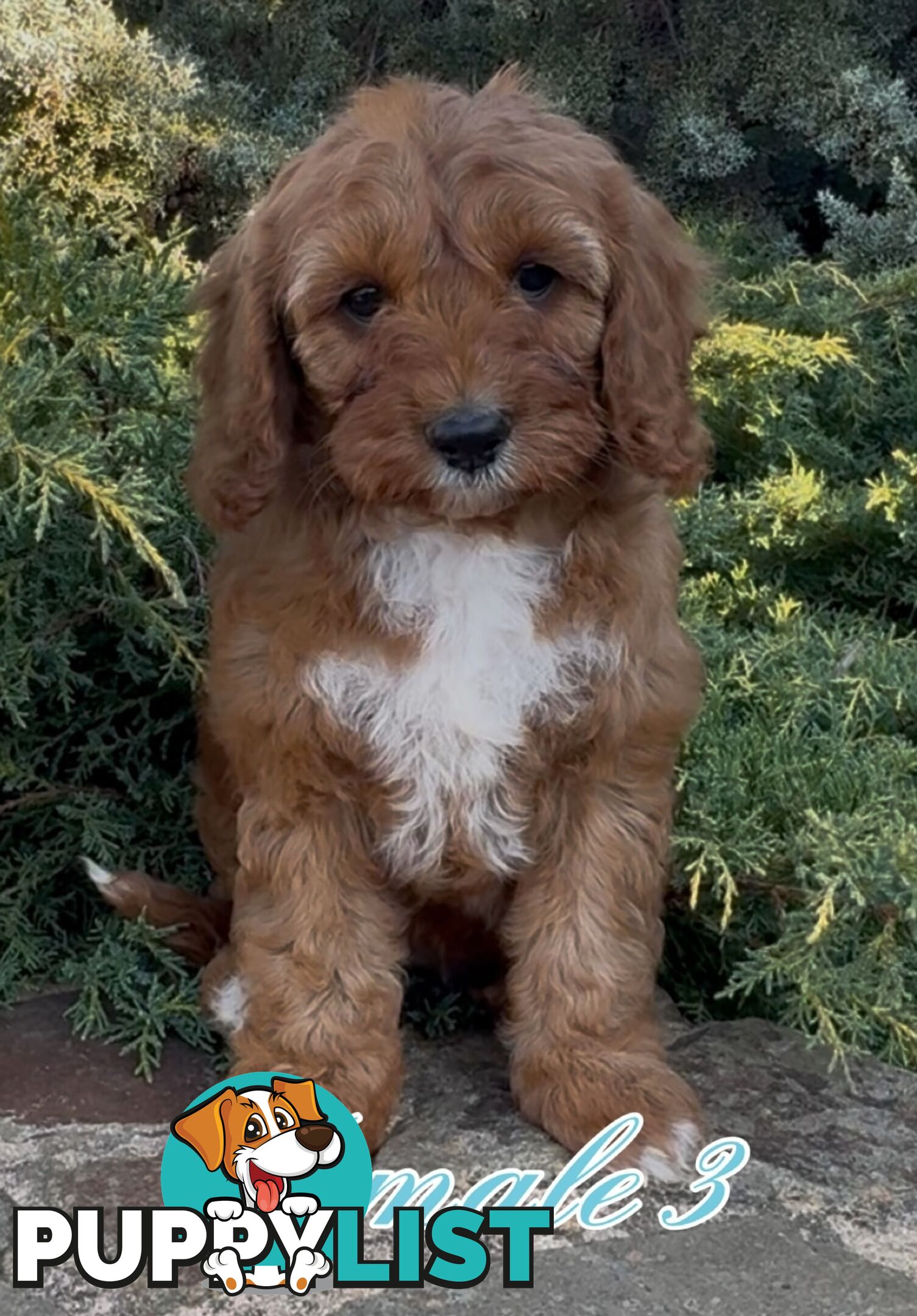 Cavoodle (King Charles Cavalier x Toy Poodle) pure 1st generation
