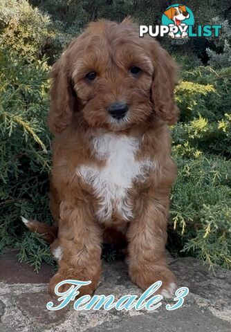 Cavoodle (King Charles Cavalier x Toy Poodle) pure 1st generation
