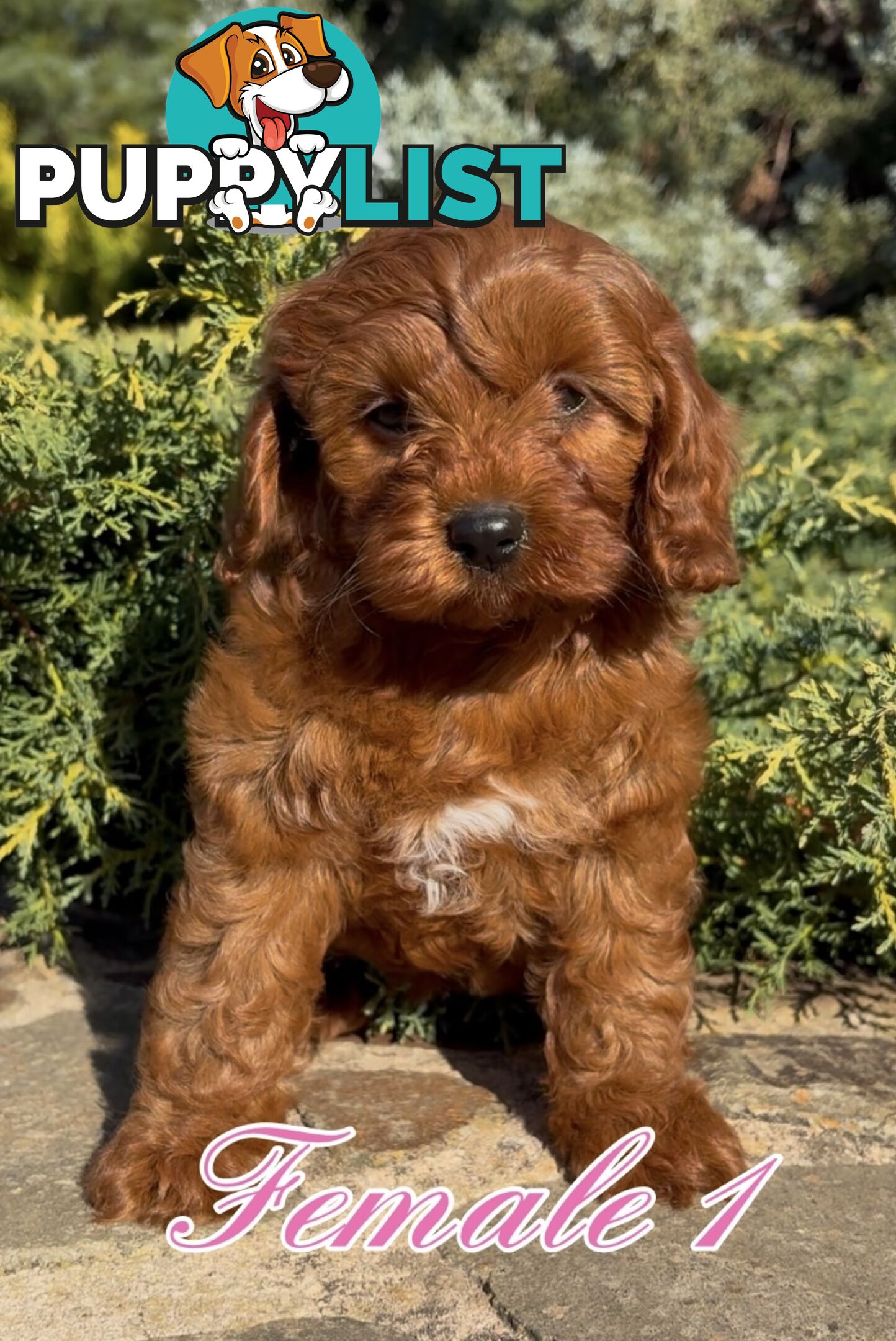 Cavoodle (King Charles Cavalier x Toy Poodle) pure 1st generation