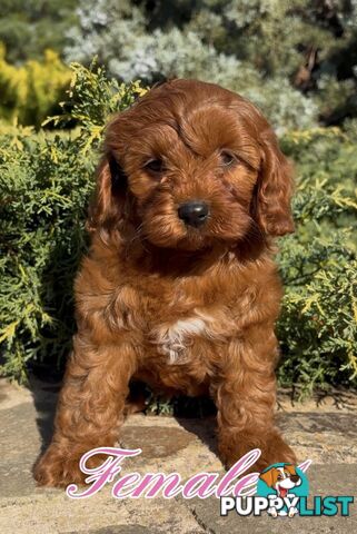 Cavoodle (King Charles Cavalier x Toy Poodle) pure 1st generation