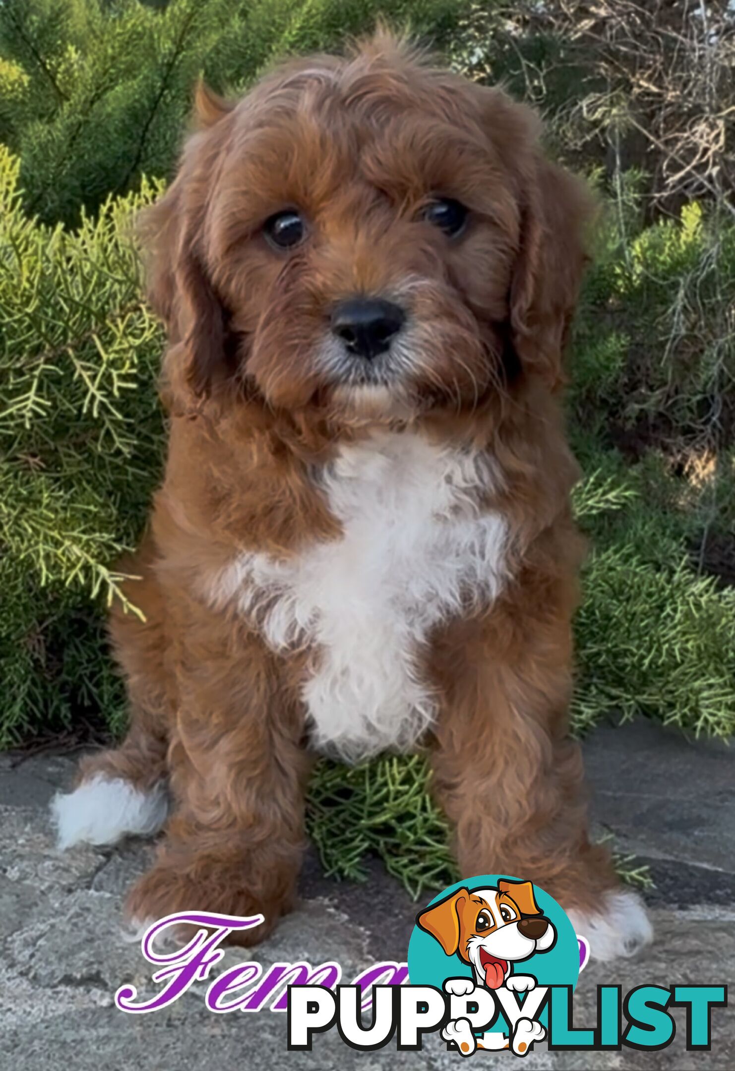 Cavoodle (King Charles Cavalier x Toy Poodle) pure 1st generation