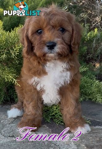 Cavoodle (King Charles Cavalier x Toy Poodle) pure 1st generation