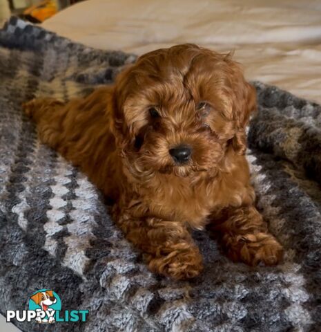Cavoodle (King Charles Cavalier x Toy Poodle) pure 1st generation