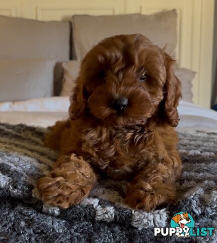 Cavoodle (King Charles Cavalier x Toy Poodle) pure 1st generation