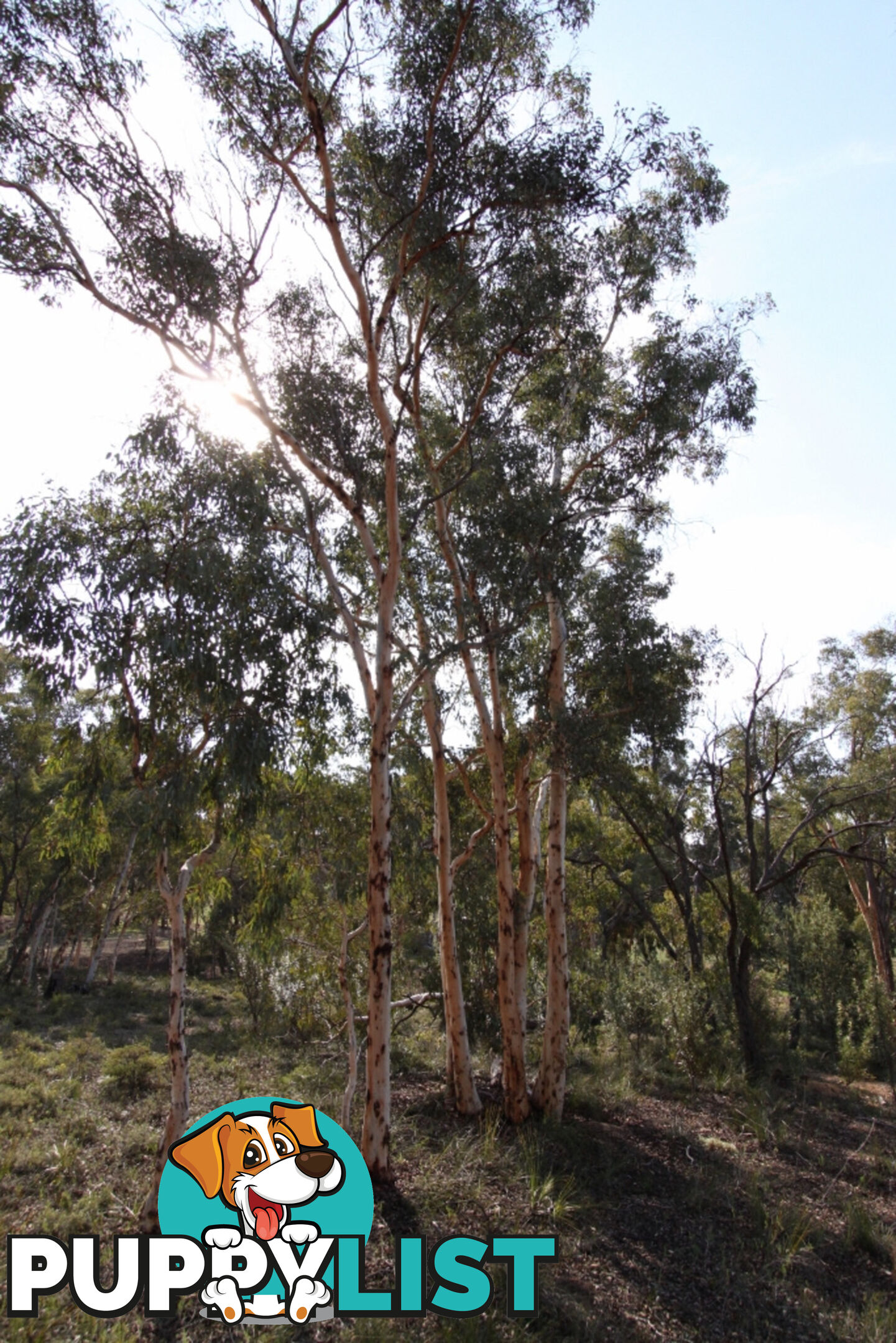 Lot 418 Woylie Rise BAKERS HILL WA 6562