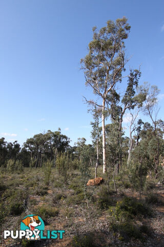 Lot 418 Woylie Rise BAKERS HILL WA 6562