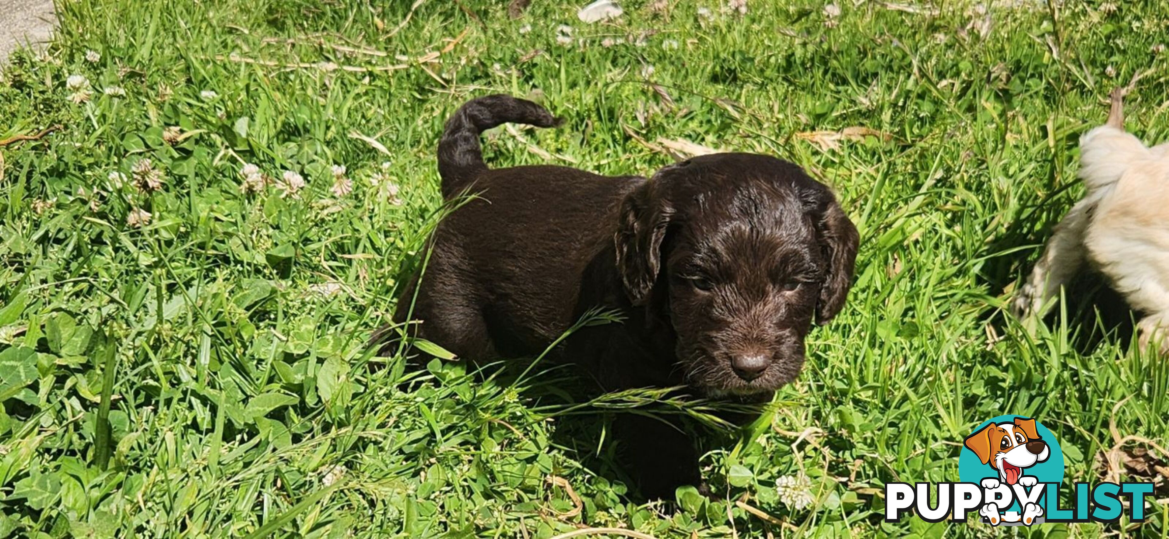 Maltese x Cocker spaniel