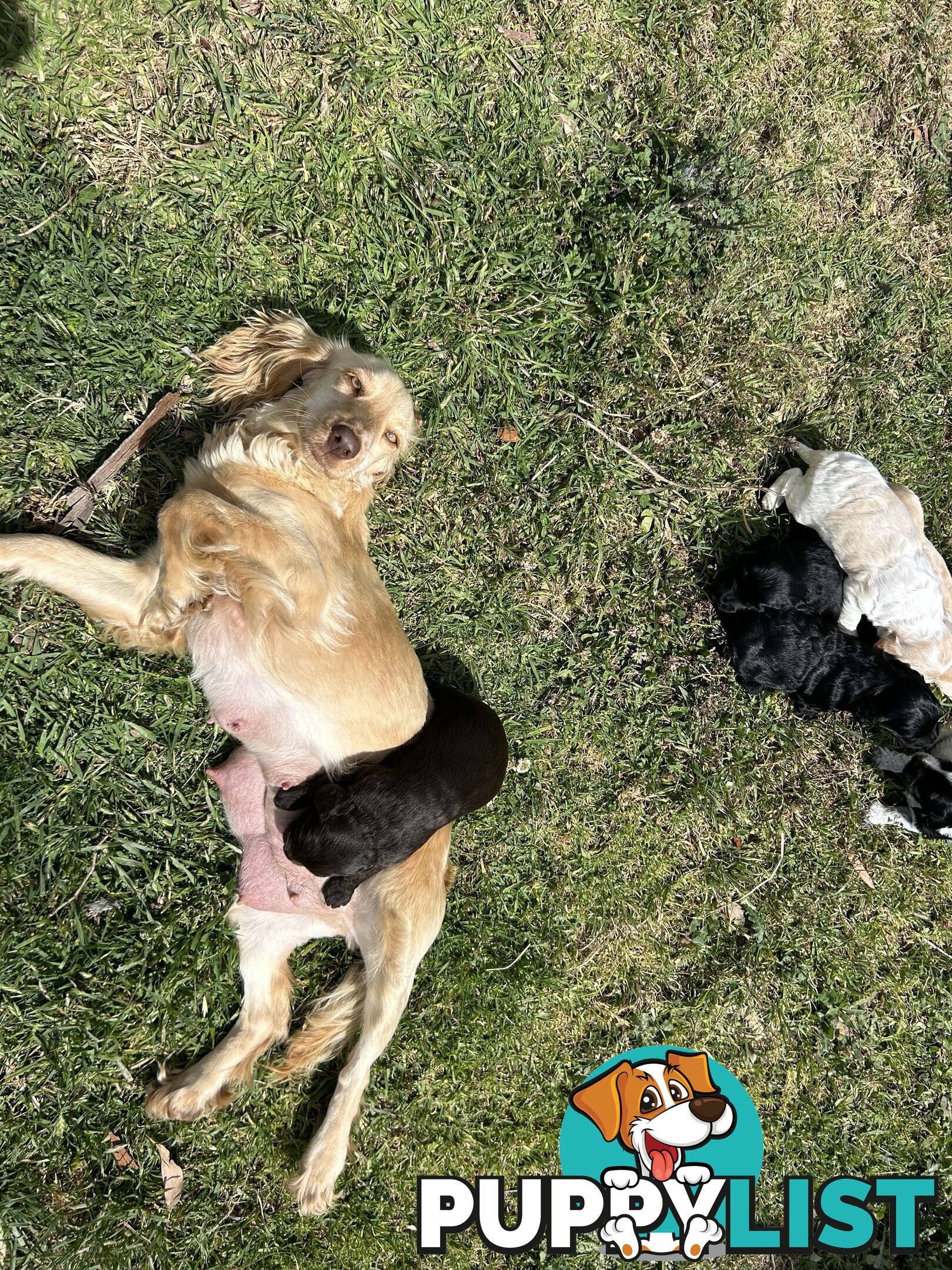 Maltese x Cocker spaniel