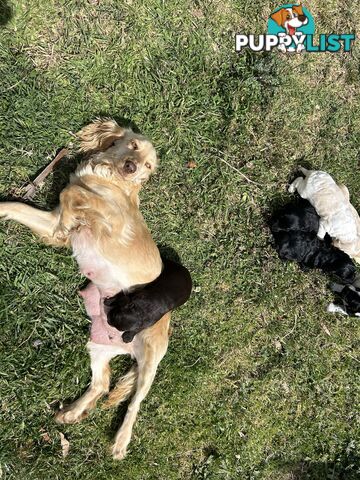 Maltese x Cocker spaniel