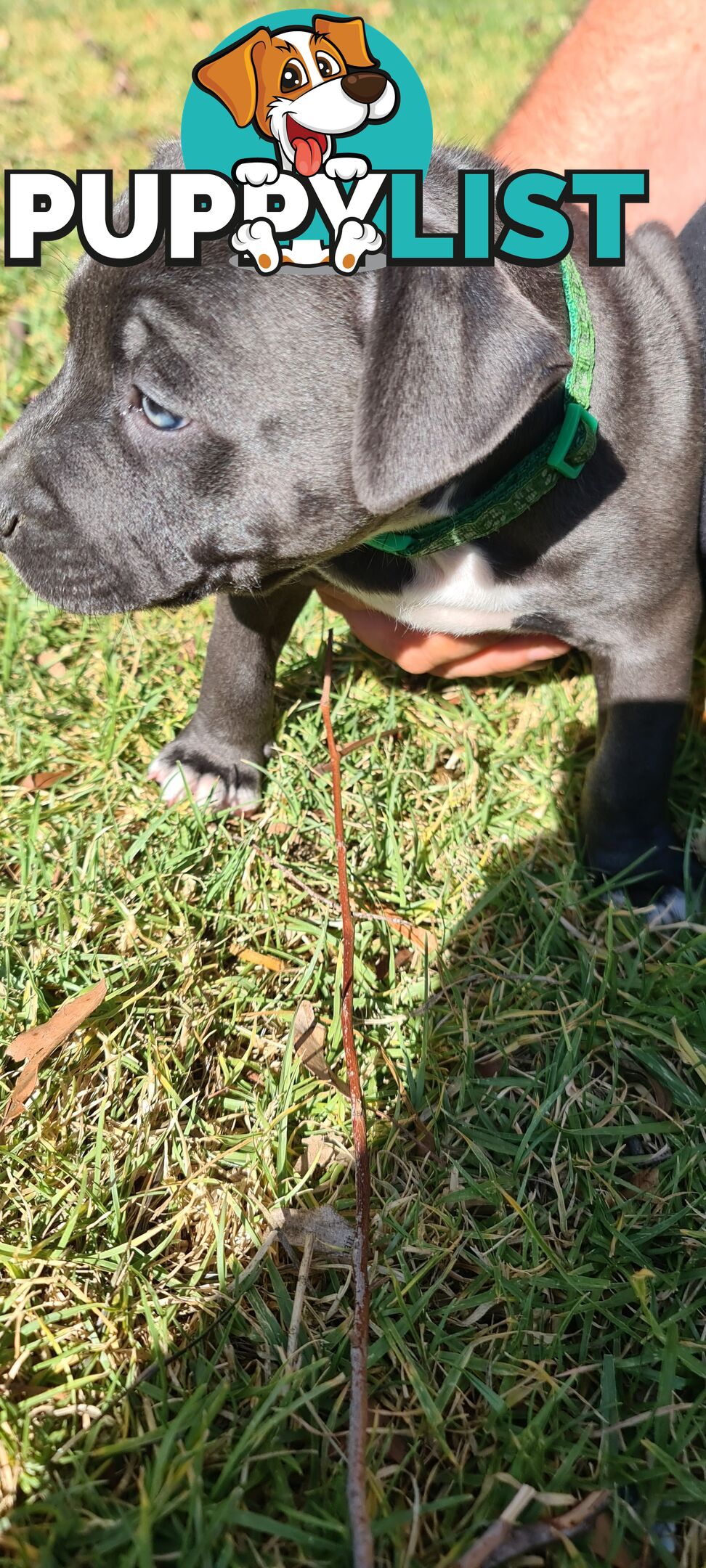 Staffy puppies