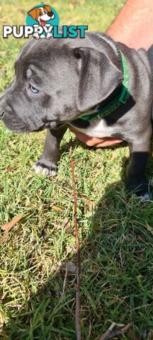 Staffy puppies