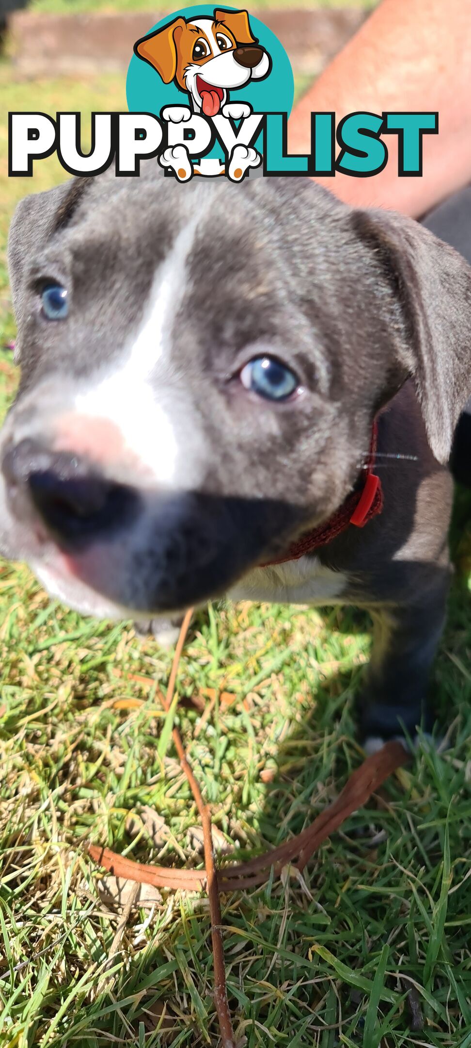 Staffy puppies