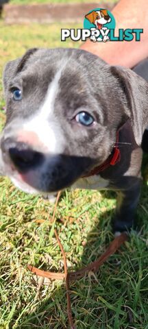 Staffy puppies