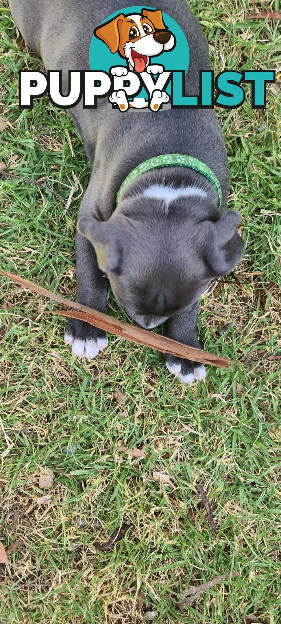 Staffy puppies